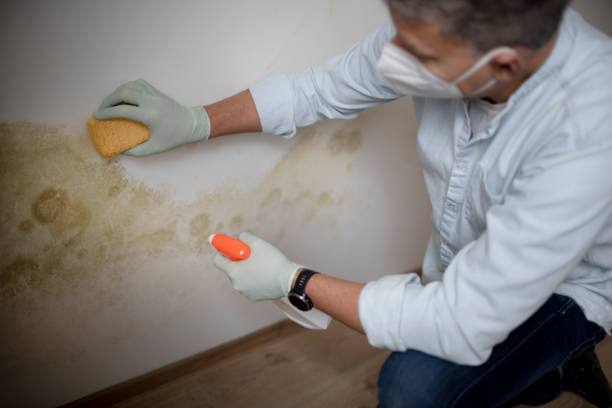 Best Office Mold Removal Services  in Ol, LA