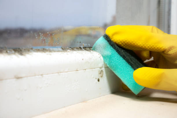 Best Mold Removal and Inspection  in Ol, LA