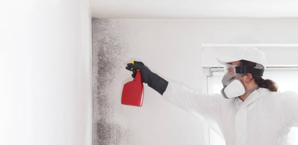 Best Crawl Space Mold Removal  in Ol, LA