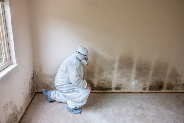Professional Mold Removal in Olla, LA