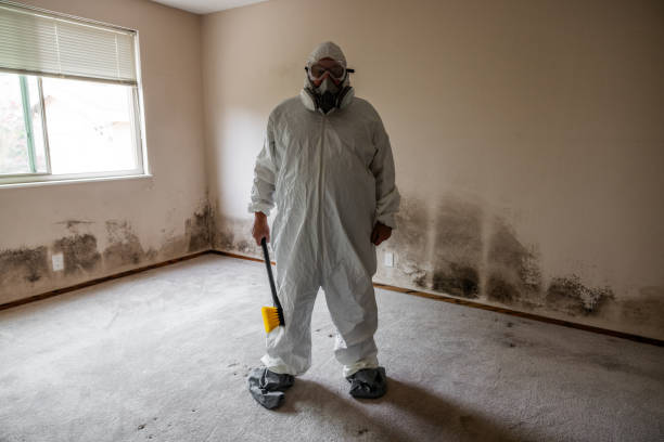 Best Toxic Mold Removal  in Ol, LA