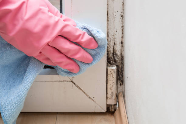 Best Certified Mold Removal  in Ol, LA