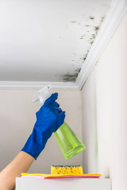Best Mold Cleaning Services  in Ol, LA